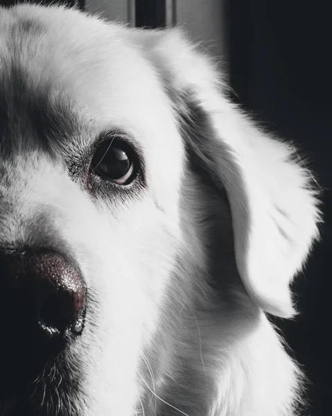 一只长着善良眼睛的可爱的狗的脸的垂直灰度特写 — 图库照片