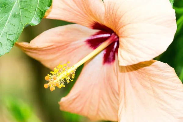 Gros Plan Une Fleur Avec Des Pétales Corail Pendant Journée — Photo