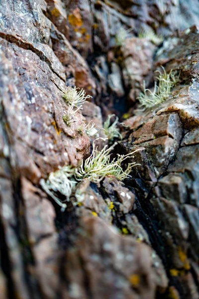 岩石缝隙中生长的微小植物的垂直选择性聚焦拍摄 — 图库照片