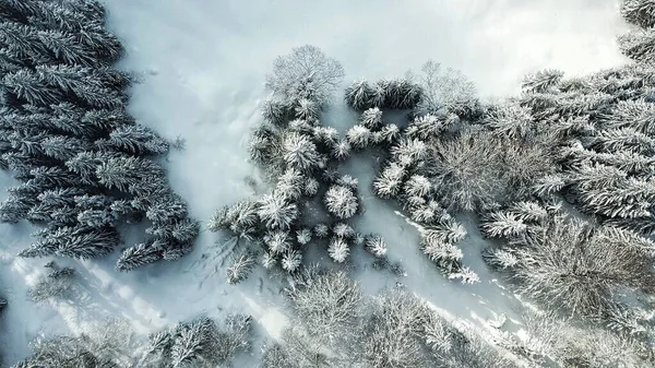 Une Belle Photo Aérienne Drone Une Forêt Avec Des Arbres — Photo