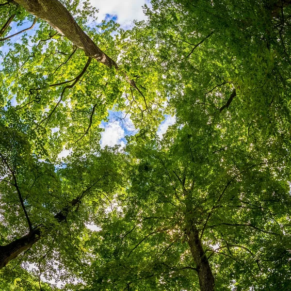 Een Lage Hoek Shot Van Groene Bomen Onder Een Blauwe — Stockfoto