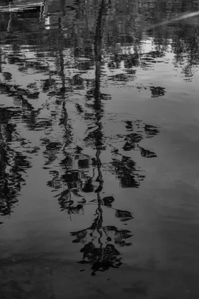Eine Vertikale Graustufenaufnahme Eines Baumes Die Sich See Spiegelt — Stockfoto