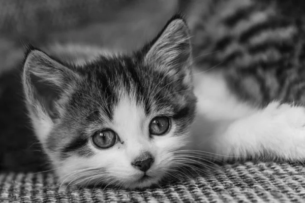Graustufenaufnahme Eines Niedlichen Kätzchens Das Auf Einer Couch Liegt — Stockfoto