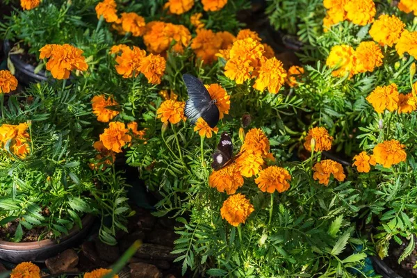 A closeup of butterflies on flowers under the sunlight in Dubai Butterfly Garden in UAE