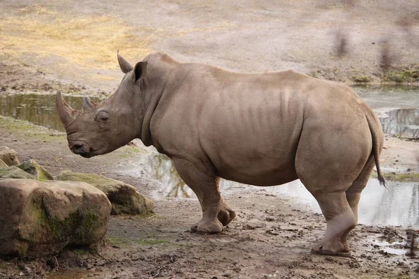 Rinoceronte Gris Parado Suelo Junto Agua — Foto de Stock