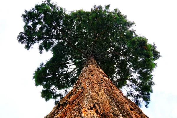 Tiro Ângulo Baixo Uma Árvore Sequoia Solitária Sob Céu Limpo — Fotografia de Stock