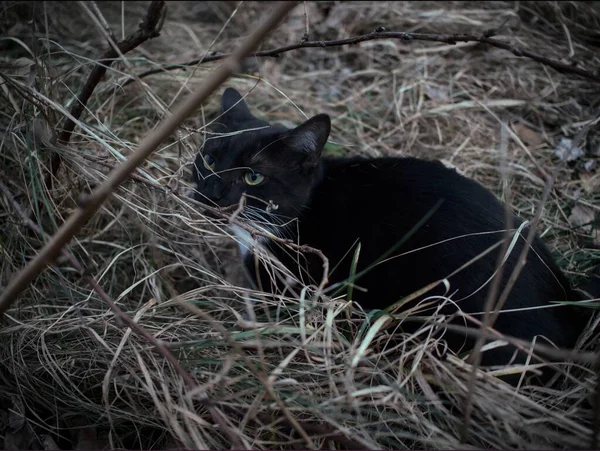 Tiro Close Gato Preto Escondido Arbusto Com Fundo Borrado — Fotografia de Stock