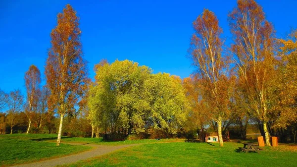 Tiro Panorâmico Campos Verdes Com Pinheiros Altos Sob Céu Azul — Fotografia de Stock