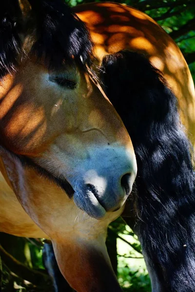 Gros Plan Vertical Cheval Brun Aux Cheveux Noirs Dans Nature — Photo