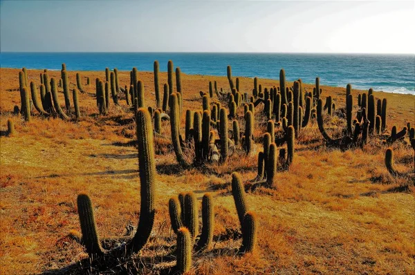 Cactus Vicino Alla Spiaggia Punta Lobos Pichilemu Cile Una Giornata — Foto Stock