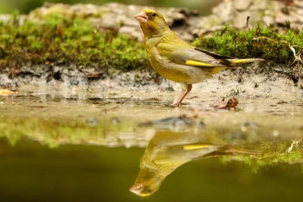 Pássaro Robin Europeu Bonito Que Reflete Lago Durante Dia — Fotografia de Stock