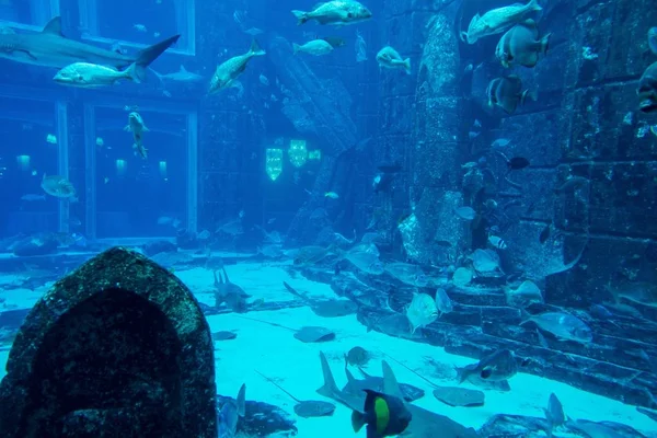 Sea Life Lost Chambers Aquarium Lights Dubai Uae — стоковое фото