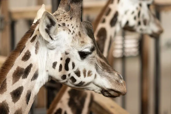 Close Uma Girafa Cercada Por Cercas Girafas Sob Luz Sol — Fotografia de Stock