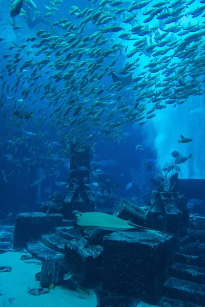Havslivet Lost Chambers Aquarium Ljuset Dubai Uae — Stockfoto