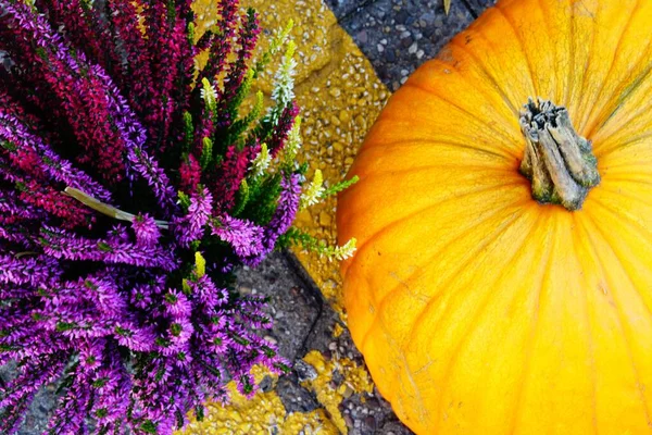 Gros Plan Une Citrouille Fleurs Violettes Sol Automne — Photo