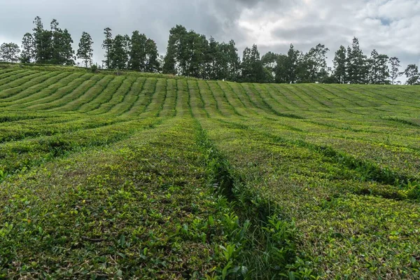 Bir Çay Çiftliğinin Büyüleyici Manzarası Sao Miguel Azores Portekiz Deki — Stok fotoğraf