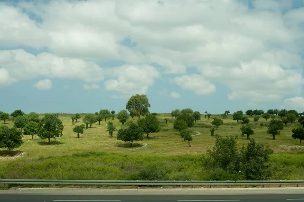 Красиві Пейзажі Зелені Дерева Біля Шосе Під Хмарним Блакитним Небом — стокове фото