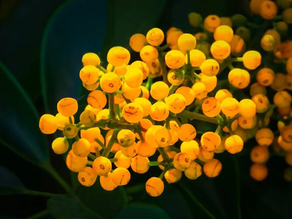 Close-up shot van een bos van een geel omcirkeld fruit met een wazige achtergrond — Stockfoto