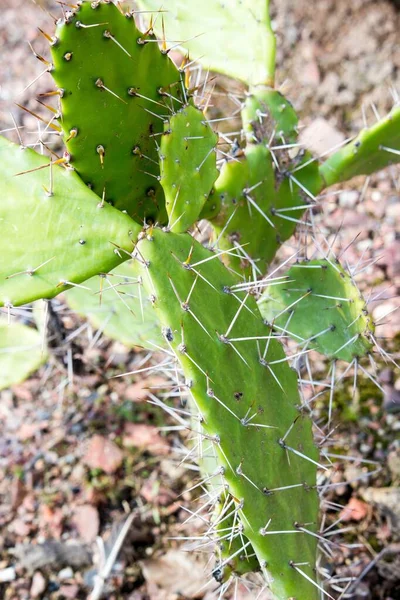 Vertikální Záběr Jehel Zeleného Kaktusu — Stock fotografie