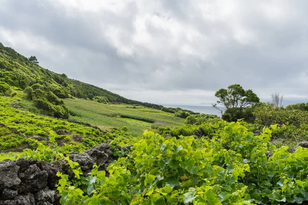 Vasta Viña Verde Durante Día Pico Azores Portugal — Foto de Stock