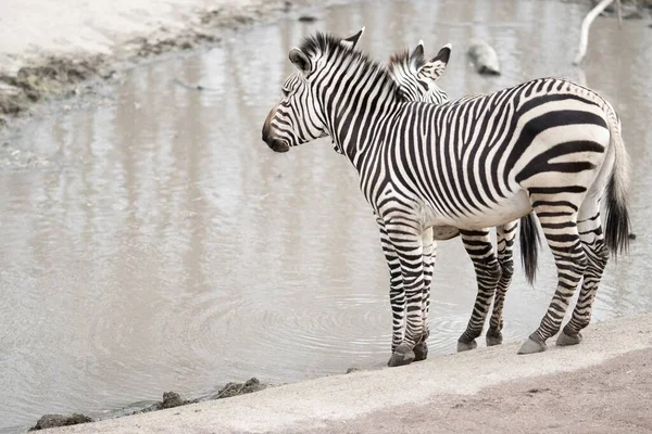 Zebra Pobliżu Brudnego Jeziora Pod Słońcem Zamazanym Tłem — Zdjęcie stockowe