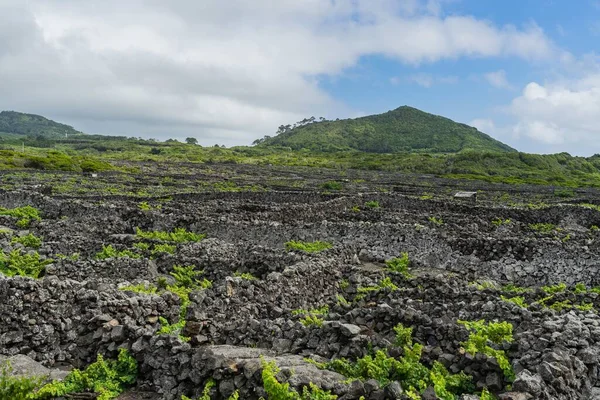 Vasta Viña Verde Durante Día Pico Azores Portugal —  Fotos de Stock