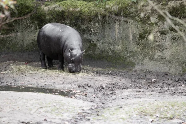 Hippopotamus Körül Sziklák Borított Mohák Napfény Alatt — Stock Fotó