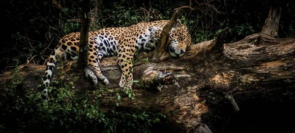 Stunning Shot Tiger Sleeping Big Fallen Tree Trunk Branches Jungle — Stock Photo, Image