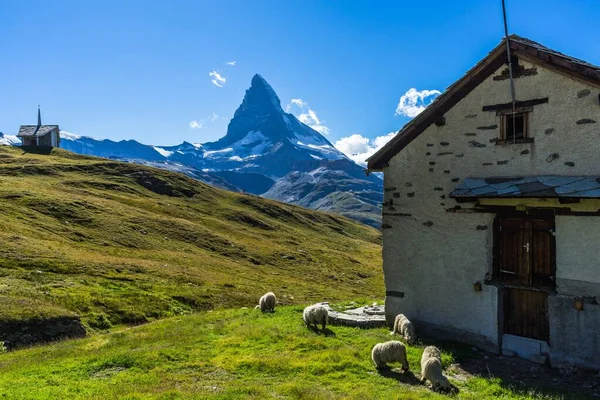 Uma Manada Ovelhas Pastando Matterhorn Valais Suíça — Fotografia de Stock