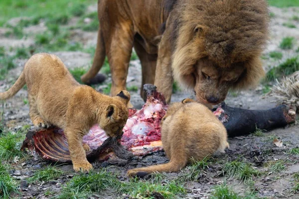 Close Leões Comendo Animal Morto Cercado Por Vegetação Sob Luz — Fotografia de Stock