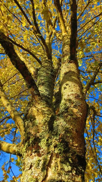 Tiro Ângulo Baixo Tronco Árvore Com Folhas Outono Amarelas Contra — Fotografia de Stock