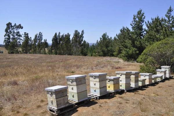 Beautiful View Old Beehives Forest Pichilemu Chile Sunny Day — Stock Photo, Image