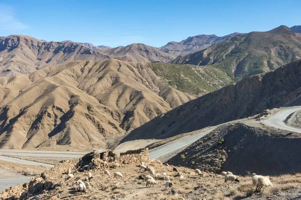 Grupo Ovelhas Pastando Perto Estrada Col Tichka Atlas Montanhas Marrocos — Fotografia de Stock