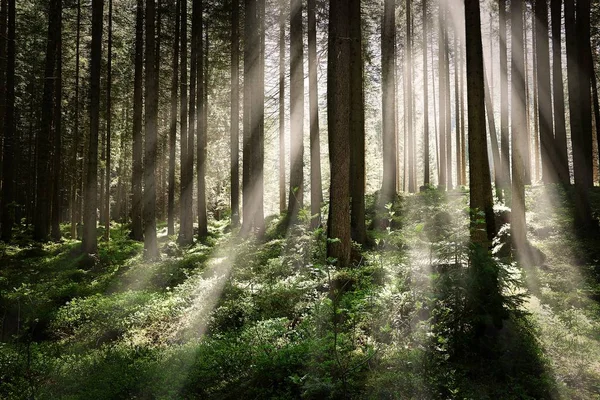Μια Όμορφη Φωτογραφία Ενός Δάσους Ψηλά Δέντρα Και Λαμπερές Ηλιαχτίδες — Φωτογραφία Αρχείου