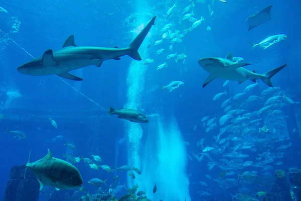 Närbild Hajar Och Fisk Lost Chambers Aquarium Ljuset Dubai — Stockfoto