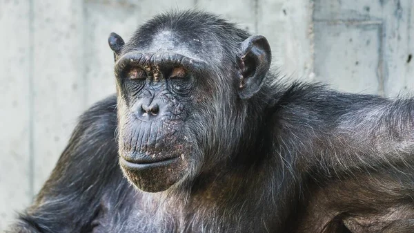 Gros Plan Chimpanzé Calme Les Yeux Fermés — Photo