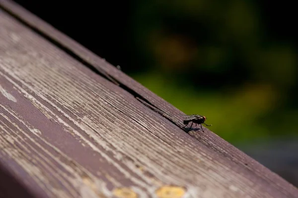 木製の表面に立っている黒いハエの広い角度のショット — ストック写真