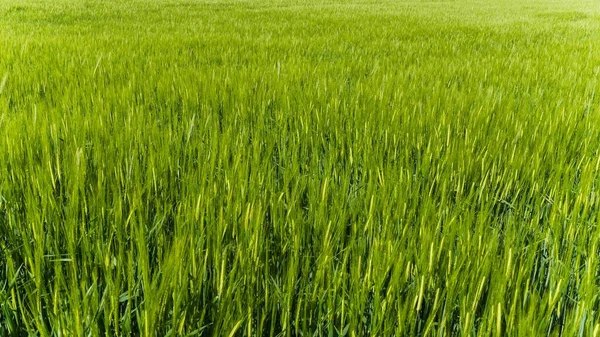 Beautiful Shot Grassy Field Daytime — Stock Photo, Image