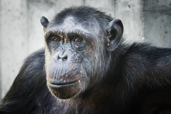 Gros Plan Chimpanzé Regardant Autour Lui — Photo
