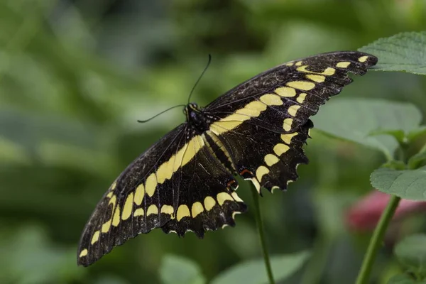 一只燕尾蝶坐在植物上的特写宏观摄影 — 图库照片