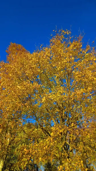 Eine Flache Aufnahme Gelber Herbstblätter Vor Einem Schönen Klaren Blauen — Stockfoto