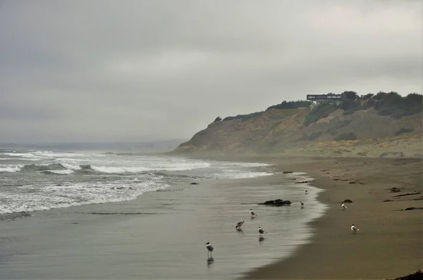 Fåglarna Nära Stilla Havet Pichilemu Punta Lobos Chile Dyster Dag — Stockfoto