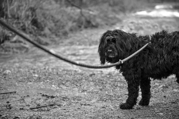 Primer Plano Escala Grises Perro Peludo Negro Con Una Correa —  Fotos de Stock