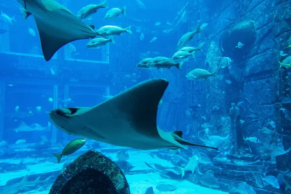 Närbild Fisk Lost Chambers Aquarium Ljuset Dubai — Stockfoto
