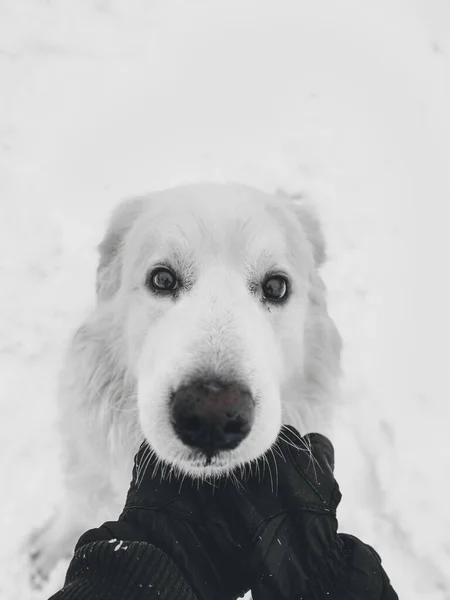 優しい目のかわいい犬の顔の垂直グレースケールのクローズアップショット — ストック写真