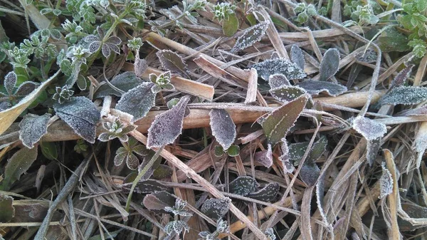 Zmrazené Zelené Rostliny Pokryté Sněhem Během Dne — Stock fotografie