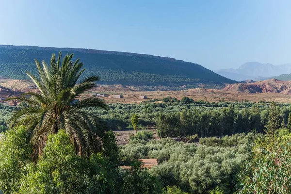 Campo Coperto Alberi Con Una Montagna Boscosa Lontananza — Foto Stock