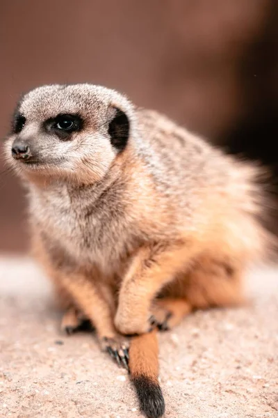 Primer Plano Vertical Meerkat Sentado Una Roca Bajo Luz Del —  Fotos de Stock