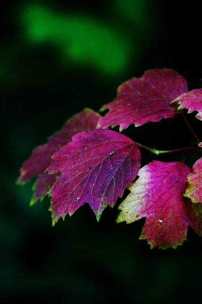 Vertical Selective Focus Shot Pink Leaves Green Natural Background — Stock Photo, Image