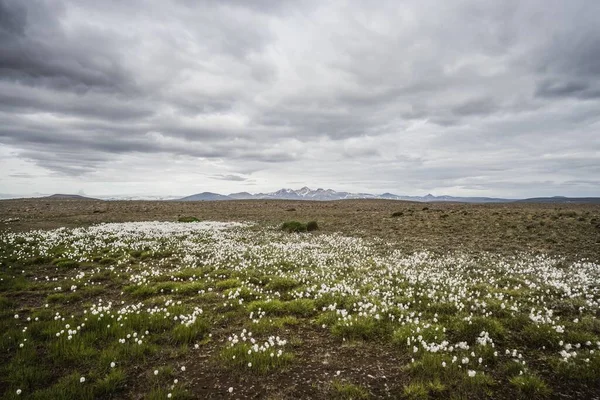 Beau Plan Fleurs Coton Sous Ciel Nuageux — Photo